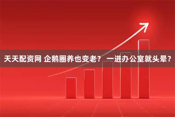 天天配资网 企鹅圈养也变老？ 一进办公室就头晕？