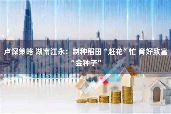 卢深策略 湖南江永：制种稻田“赶花”忙 育好致富“金种子”